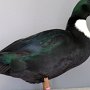 Hochbrutflugenten schwarz mit Latz von Afflerbach, Felix von sg 95 LVEJ